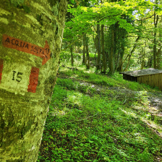 Casetta in legno nel bosco dove sgorga l'acqua sulfurea