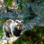 orso abruzzo