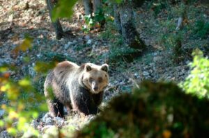 orso abruzzo