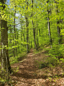 Bosco di faggio con sentiero al centro