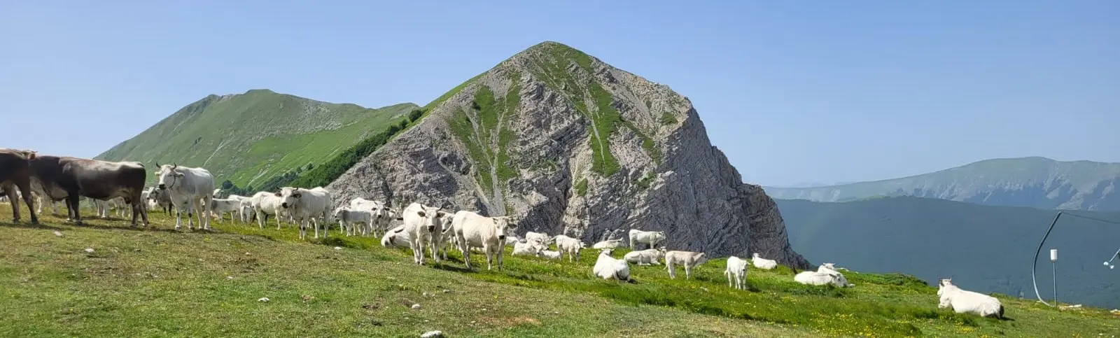 Mucche al Pascolo con sfondo montagna