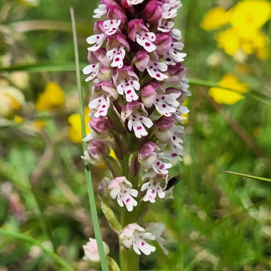 Ricerca delle orchidee con Maiella Escursioni nel Parco Nazionale della Maiella