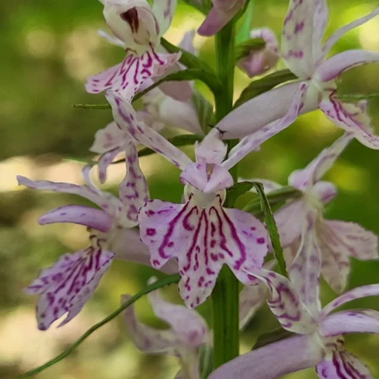 Ricerca delle orchidee con Maiella Escursioni nel Parco Nazionale della Maiella
