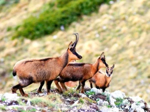 Visita avvistamento del camoscio con maiella escursioni