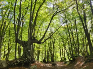 Bosco di Sant'Antonio a Pescocostanzo con Maiella Escursioni