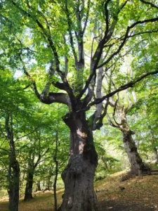 Bosco di sant'antonio - pescocostanzo - escursione con guida
