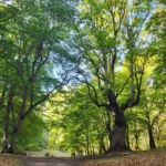 Bosco di sant'antonio - pescocostanzo - escursioni estate roccaraso escursione con guida