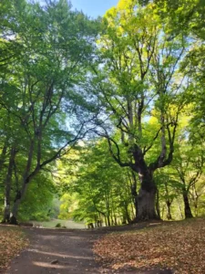 Bosco di sant'antonio - pescocostanzo - escursioni estate roccaraso escursione con guida