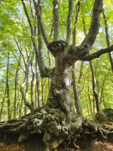 Bosco di sant'antonio - pescocostanzo - escursione con guida