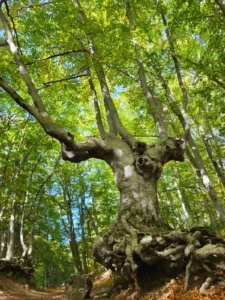 Bosco di sant'antonio - pescocostanzo - escursione con guida