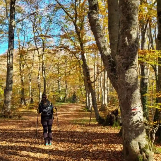 Foliage Bosco di Sant 'Antonio a Pescocostanzo -Escursioni in Autunno Abruzzo