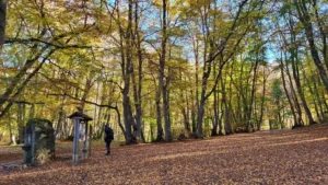 Foliage Bosco di Sant 'Antonio a Pescocostanzo -Escursioni in Autunno Abruzzo
