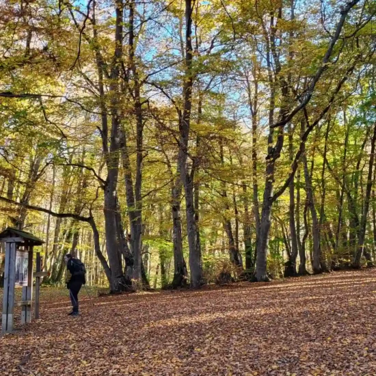 Foliage Bosco di Sant 'Antonio a Pescocostanzo -Escursioni in Autunno Abruzzo