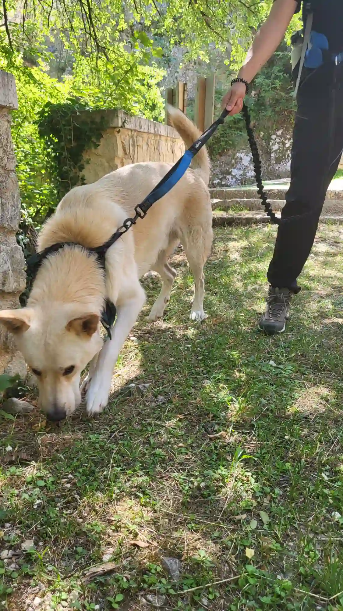 Dog trekking con guida in abruzzo
