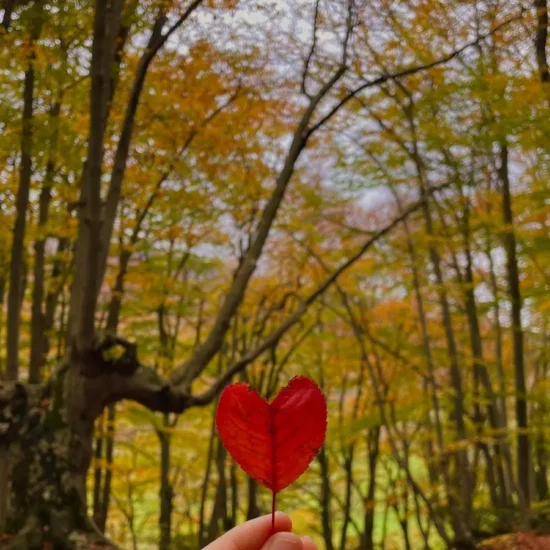 Foliage nel Bosco di Sant'Antonio in Abruzzo con guida