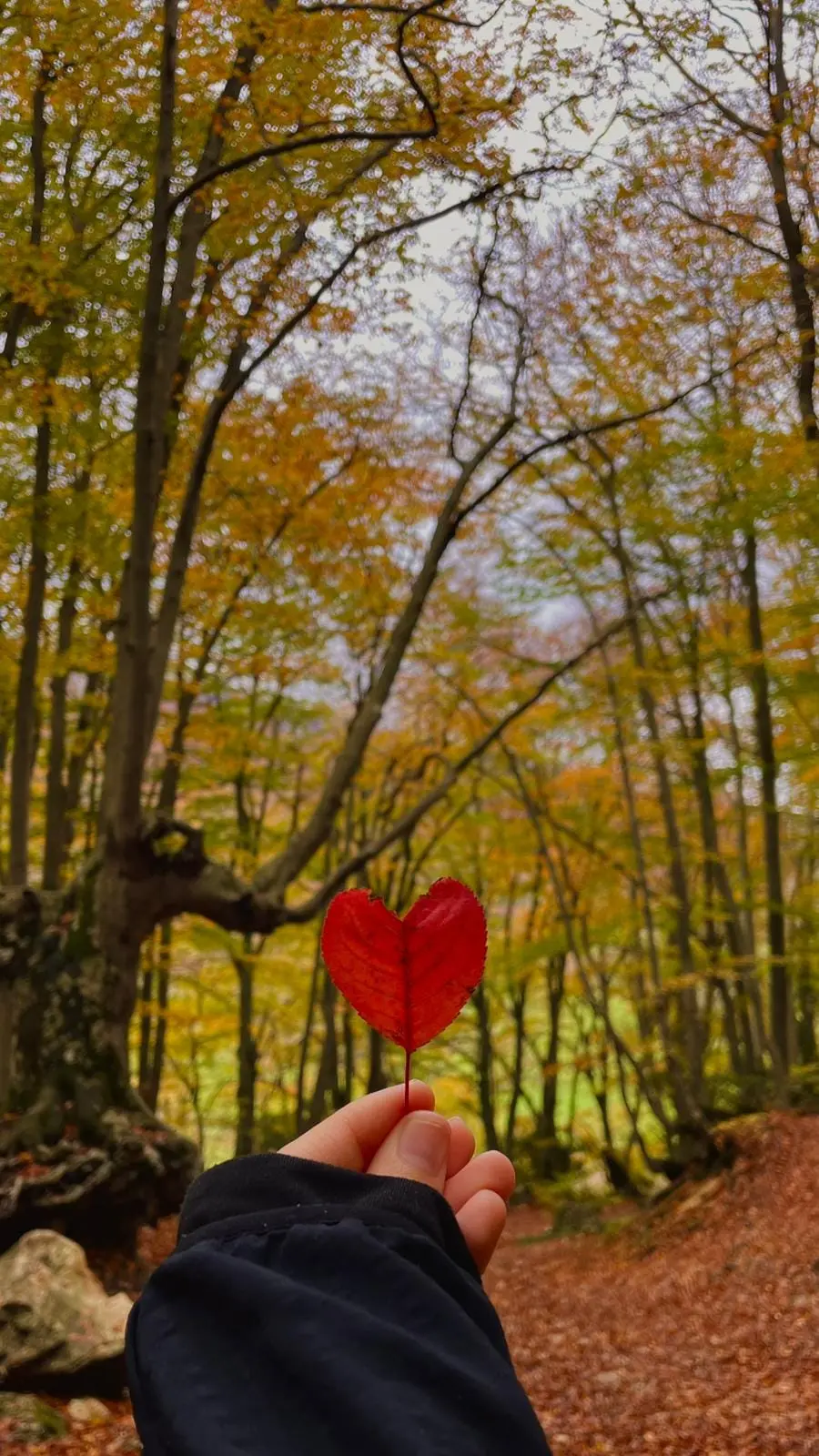 Foliage nel Bosco di Sant'Antonio in Abruzzo con guida